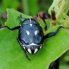 Rutela