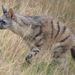 Southern Aardwolf - Photo (c) Elaine Bester, some rights reserved (CC BY-NC), uploaded by Elaine Bester