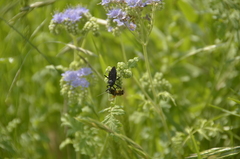 Apiomerus longispinis