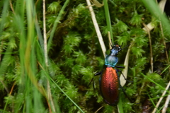 Carabus hispanus