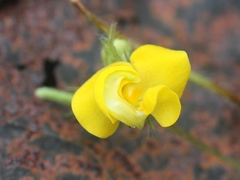 Vigna radiata sublobata