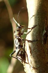 Chlorophorus macaumensis