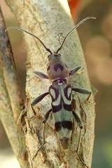 Chlorophorus macaumensis