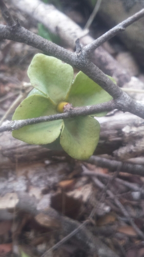 Diospyros pruinosa