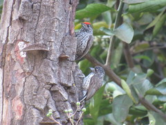 Picumnus albosquamatus
