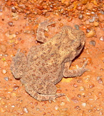 Duttaphrynus stomaticus