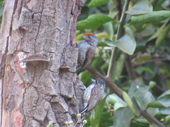 Picumnus albosquamatus