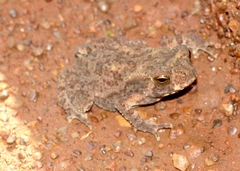 Duttaphrynus stomaticus