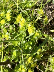 Chrysosplenium oppositifolium