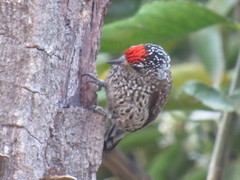 Picumnus albosquamatus