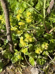 Chrysosplenium oppositifolium