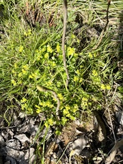 Chrysosplenium oppositifolium