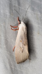 Brachybelistis neomorpha