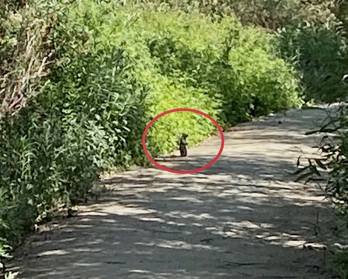 iNaturalist observation photo of California Ground Squirrel
