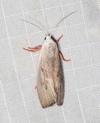 Brachybelistis neomorpha