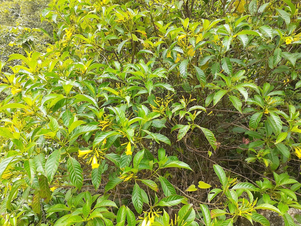 Hamelia ventricosa