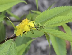 Corchorus cunninghamii