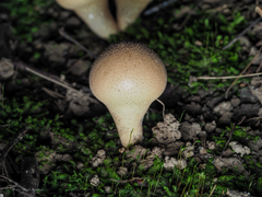 Lycoperdon subincarnatum