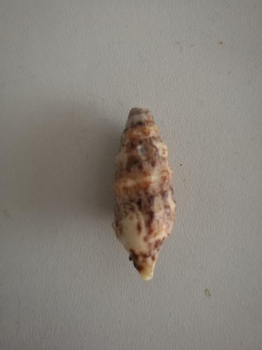 Horn Shell, La Rochelle, France, photo 6 of 10