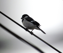 Sporophila morelleti