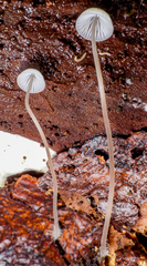 Marasmiellus filopes