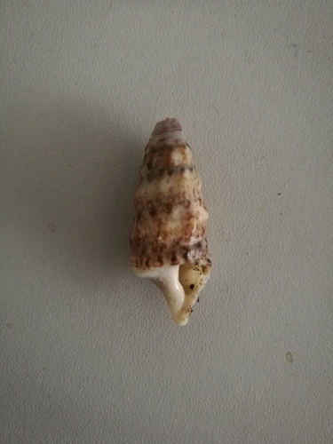 Photo of Rock cerith (Cerithium rupestre)