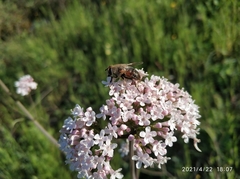 Eristalis tenax