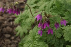 Primula matthioli sachalinensis