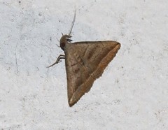 Lysimelia lenis