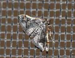 Scenedra decoratalis