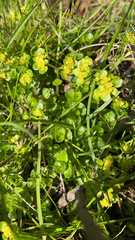 Chrysosplenium oppositifolium