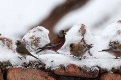 Leucosticte tephrocotis littoralis