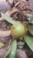 Diospyros urschii