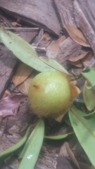 Diospyros urschii