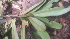 Diospyros urschii
