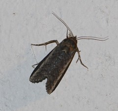 Lophoptera vittigera