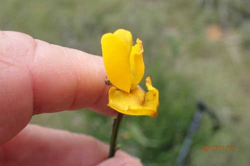Altitude Pixiepea (Melolobium alpinum)