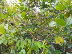 Ternstroemia barkeri