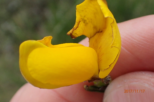 Image of Melolobium alpinum by no rights reserved