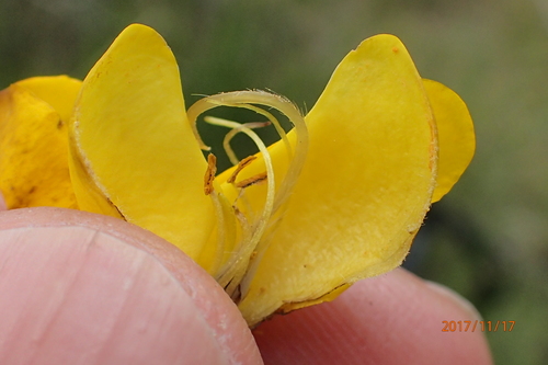 Image of Melolobium alpinum by no rights reserved