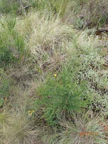 Image of Altitude Pixiepea (Melolobium alpinum) by no rights reserved