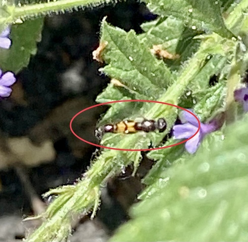 iNaturalist observation photo of Peg-legged Compost Fly
