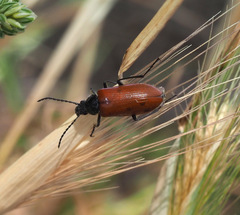 Omophlus syriacus