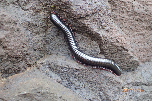 Spirostreptida