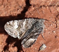 Litocala sexsignata