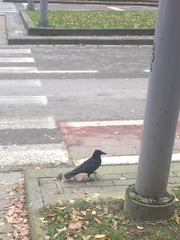 Corvus corone