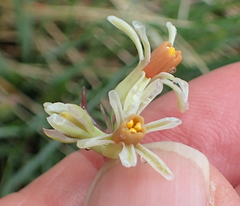 Tulbaghia leucantha