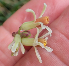 Tulbaghia leucantha