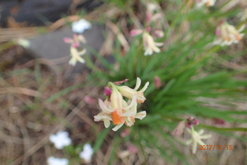 Image of Tulbaghia leucantha by no rights reserved