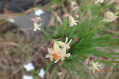Tulbaghia leucantha